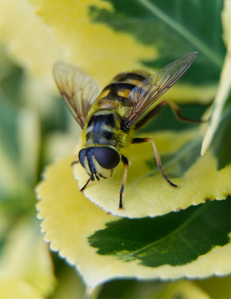 Hoverfly landing